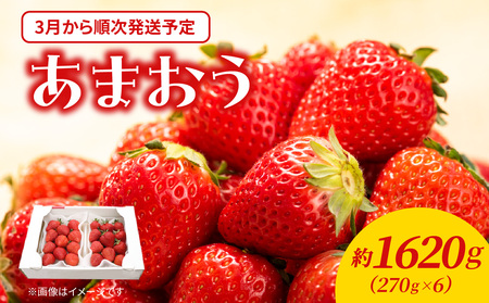 【2026年3月配送開始】福岡・博多名物ブランドいちご「あまおう」 6パック 合計約1,620g ＜配送不可：北海道・沖縄・離島＞ あまおう いちご 苺 イチゴ フルーツ 果物 くだもの 人気 旬 福岡県産 アフター補償 産地直送 冷蔵配送 福岡県 八女市 072-353