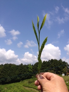 ＜農薬不使用八女茶＞極　煎茶初花詰合せ＜80g×2本＞ 041-001