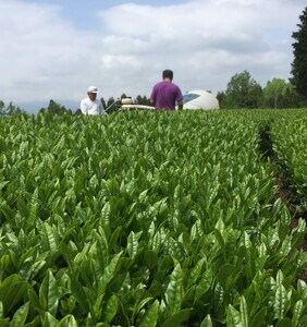 ＜農薬不使用八女茶＞極　煎茶初花詰合せ＜80g×2本＞ 041-001
