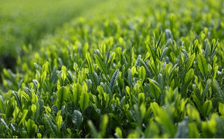 奥八女茶シングルオリジン満喫セレクトセット　050-001