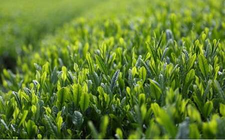 奥八女茶三昧セット 050-005