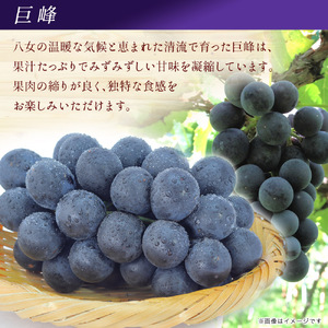 【先行受付】【2026年7月～8月発送予定】九州・福岡フルーツ王国八女から直送！巨峰［ぶどう］４パック（約1.2kg）＜配送不可：北海道・沖縄・離島＞ 巨峰 ブドウ フルーツ デザート 旬 果物 直送 果汁 みずみずしい 福岡県 八女市 072-006