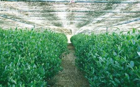 星野抹茶 星授（濃い茶用）・池の白（薄茶用） セット 001-020