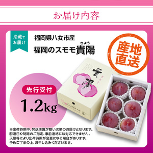【先行受付】＜福岡のスモモ＞貴陽【1.2kg】【JAふくおか八女】※7月上旬～発送予定 002-008