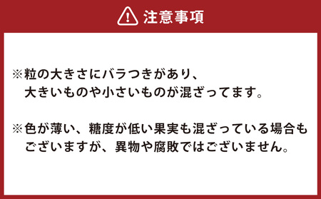 かの蜂 国産【 訳あり】 冷凍ブルーベリー2kg （1kg×2袋） 八女市産 ブルーベリー　024-026