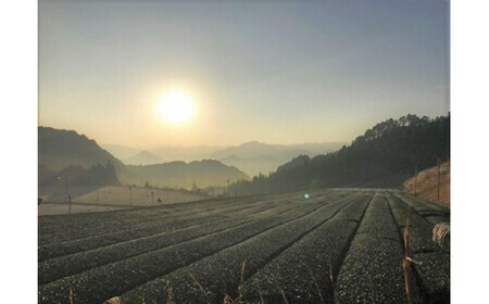 奥八女紅茶『紅・八女津媛』ラフィーネ缶　032-016