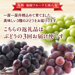 九州・福岡フルーツ王国八女　ぶどう3回お届け便【全3回】＜配送不可：北海道・沖縄・離島＞ ぶどう 葡萄 定期便 合計3回 巨峰 ピオーネ シャインマスカット 家庭用 072-T030