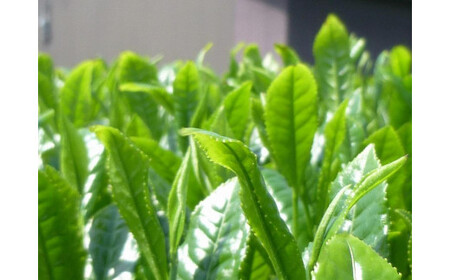 八女茶こだわりの一番茶 5本セット 068-010