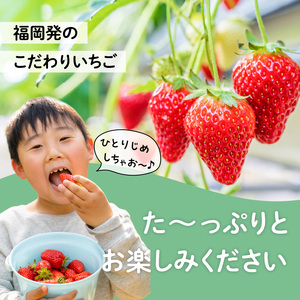 福岡県産あまおう 270g×4パック【3回定期便】 いちご 苺 イチゴ フルーツ あかい まるい おおきい うまい 人気 果物 福岡県産 八女市 137-T001