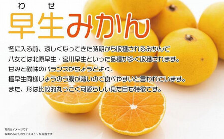 先行受付：2024年11月発送開始】みかん「早生」約１０ｋｇ｜＜配送不可