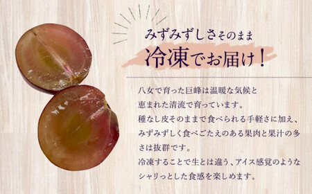 【冷凍】 かの蜂 冷凍フルーツ 巨峰 種なし 1kg （500g×2袋）  国産 種なし巨峰　024-084