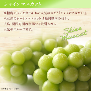 【先行受付】【2026年発送】九州福岡フルーツ王国八女 大粒入りシャインマスカット 約1.4kg【数量限定】<配送不可:北海道・沖縄・離島> 数量限定 約1.4kg 高糖度 大粒 厳選 果物 くだもの フルーツ ぶどう 葡萄 ジューシー 種なし 冷蔵 九州 福岡県 八女市 072-143