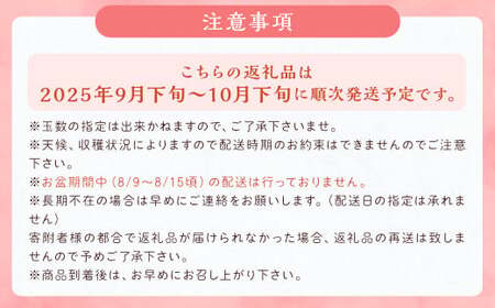 新興梨 9～12玉 約5kg【2025年9月下旬～10月下旬発送】 ナシ 梨 果物 フルーツ 福岡県産