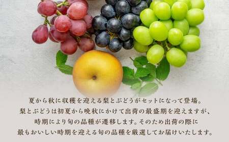 数量限定 よらん野 特選 梨 と ぶどう セット（品種おまかせ） 【2026年8月上旬～9月下旬発送】 幸水 豊水 新興 葡萄 巨峰 ピオーネ 果物 フルーツ