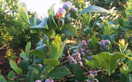 冷凍 ブルーベリー  約1kg 約200g×5 【2025年8月上旬発送開始】 果物 フルーツ デザート おやつ お取り寄せ  冷凍