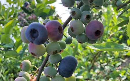 冷凍 ブルーベリー  約1kg 約200g×5 【2025年8月上旬発送開始】 果物 フルーツ デザート おやつ お取り寄せ  冷凍