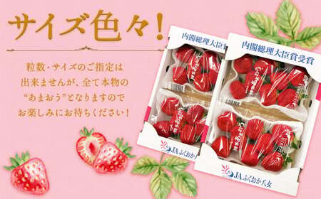 【2回定期便】いちご「あまおう」 約270g×4パック 合計 約2,160g 【2026年1月上旬順次発送開始予定】