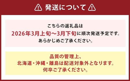 【訳あり】 福岡県産 あまおう 約1.3kg 約330g×4パック【2026年3月上旬～3月下旬発送】 中粒 小粒 いちご 苺 イチゴ 果物 フルーツ 