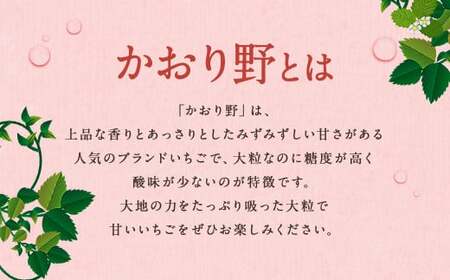 いちご 「かおり野」プレミアム 300g×4パック 約1.2kg 1箱【2025年12月下旬から2026年3月下旬まで発送予定】 苺 イチゴ ベリー 果物 フルーツ デザート おやつ お取り寄せ