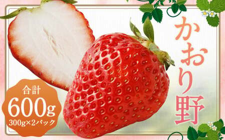 いちご「かおり野」プレミアム 300g×2パック 1箱 約600g 【2025年12月下旬から2026年3月下旬発送予定】 苺 イチゴ ベリー 果物 フルーツ デザート おやつ お取り寄せ