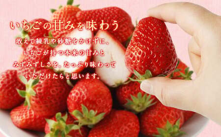 【2回定期便】いちご「かおり野」プレミアム 合計約2.4kg 約1.2kg（300g×4パック）×2回【2026年1月下旬から3月下旬発送予定】 苺 イチゴ ベリー 果物 フルーツ デザート おやつ お取り寄せ