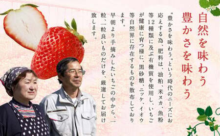 【2回定期便】いちご「かおり野」プレミアム 合計約2.4kg 約1.2kg（300g×4パック）×2回【2026年1月下旬から3月下旬発送予定】 苺 イチゴ ベリー 果物 フルーツ デザート おやつ お取り寄せ