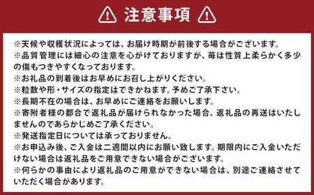 【3回定期便】 特別栽培の 濃厚 完 熟あまおう 約500g 約250g×2パック 【2026年1月上旬から3月下旬発送予定】 苺 いちご 果物 フルーツ 福岡県