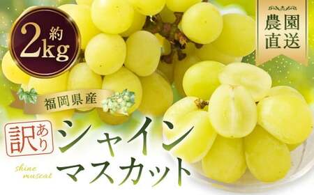 【訳あり】農園直送! シャインマスカット 約2kg 【2026年8月発送予定】 ぶどう マスカット 果物 フルーツ