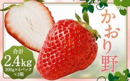いちご 「かおり野」 プレミアム 約2.4kg ＜300g×4パック＞ 2箱 計8パック 【2025年12月下旬から2026年3月下旬まで発送予定】 苺 イチゴ 果物 果実 フルーツ 大粒 冷蔵 九州 福岡県 筑後市