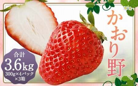 いちご 「かおり野」 プレミアム 約3.6kg ＜300g×4パック＞ 3箱 計12パック  【2025年12月下旬から2026年3月下旬まで発送予定】 苺 イチゴ 果物 果実 フルーツ 大粒 冷蔵 九州 福岡県 筑後市