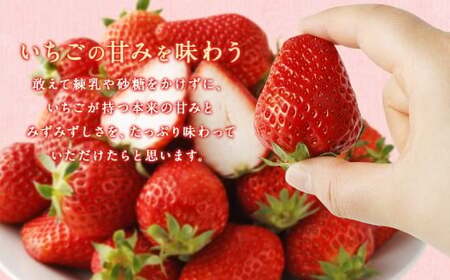 いちご 「かおり野」 プレミアム 約3.6kg ＜300g×4パック＞ 3箱 計12パック  【2025年12月下旬から2026年3月下旬まで発送予定】 苺 イチゴ 果物 果実 フルーツ 大粒 冷蔵 九州 福岡県 筑後市