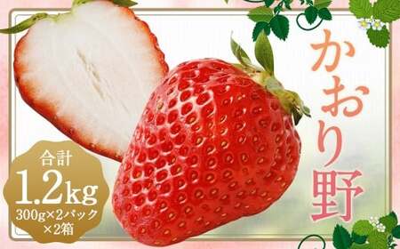 いちご 「かおり野」 プレミアム 約1.2kg <300g×2パック> 2箱 計4パック 【2025年12月下旬から2026年3月下旬まで発送予定】 苺 イチゴ 果物 果実 フルーツ 大粒 冷蔵 九州 福岡県 筑後市