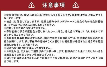 いちご 「かおり野」 プレミアム 約1.2kg <300g×2パック> 2箱 計4パック 【2025年12月下旬から2026年3月下旬まで発送予定】 苺 イチゴ 果物 果実 フルーツ 大粒 冷蔵 九州 福岡県 筑後市