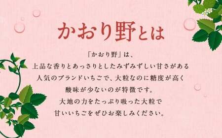 いちご 「かおり野」 プレミアム 約1.2kg <300g×2パック> 2箱 計4パック 【2025年12月下旬から2026年3月下旬まで発送予定】 苺 イチゴ 果物 果実 フルーツ 大粒 冷蔵 九州 福岡県 筑後市