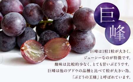 数量限定 有核 巨峰 約300g×4パック 計約1.2kg ぶどう ブドウ 果物 フルーツ 福岡県産 【2026年6月下旬～8月上旬発送予定】