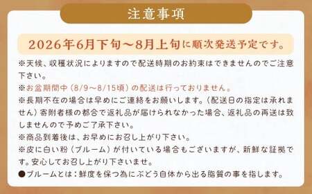 数量限定 有核 巨峰 約300g×4パック 計約1.2kg ぶどう ブドウ 果物 フルーツ 福岡県産 【2026年6月下旬～8月上旬発送予定】