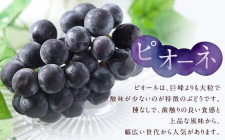 数量限定 博多ピオーネ 約350g×4パック 計約1.4kg ぶどう ブドウ 果物 フルーツ 福岡県産 【2026年6月下旬～8月上旬発送予定】