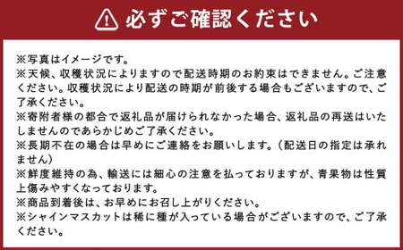 【年2回定期便】 数量限定 旬のフルーツ 定期便 【 シャインマスカット ・ あまおう 】 合計 約2.48kg 福岡県産 果物 いちご ぶどう セット 詰合せ