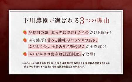 特別栽培 の 濃厚 完熟 あまおう 約1kg 約250g×4パック 【2026年1月上旬～3月下旬まで発送予定】 いちご 苺 果物 フルーツ