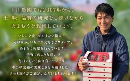 特別栽培の濃厚完熟あまおう 約500g 約250g×2パック【2026年1月上旬から3月下旬発送予定】 苺 いちご あまおう 果物 フルーツ 福岡県