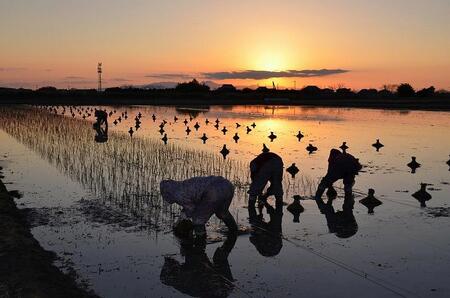 国産い草ラグ DX式部 ベージュ 133×200