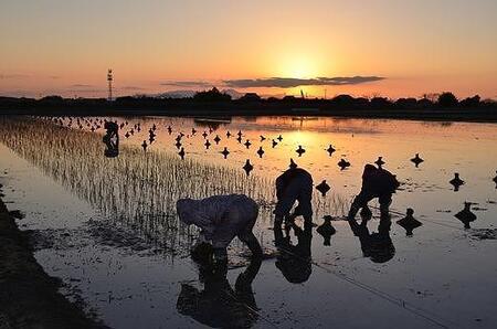 中敷きラグ DX麻の葉 ネイビー 133×200