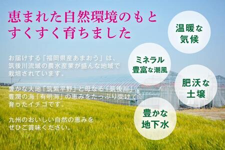 福岡県産あまおう 約270g×2パック 朝採りイチゴ 農家直送 苺専用パッケージでお届け