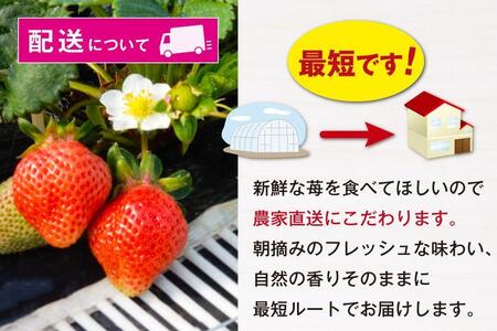 福岡県産あまおう 約270g×2パック 朝採りイチゴ 農家直送 苺専用パッケージでお届け