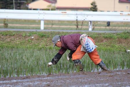 OTO い草ドアマット 48×120cm【ZIG-ZAG OR】