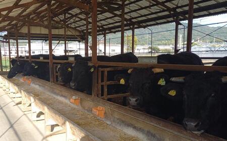 博多和牛 肩ロース スライス 400g ( 1パック ) | 福岡県の豊かな自然で大切に育てられた 博多和牛 やわらかくてジューシーな美味しさ 福岡県産 ブランド牛 博多和牛