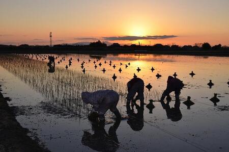 国産い草ラグ DX桃山 スベリ止め加工 ベージュ 200×250