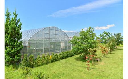 セミドライフルーツ 2種セット 秋王(柿)＆ とよみつひめ(いちじく)| セミドライフルーツ セット 果物 いちじく 柿 かき 福岡限定ブランド 秋王 とよみつひめ 福岡県差