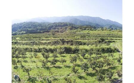 森部の秋王 コンフィチュール セミドライフルーツセット