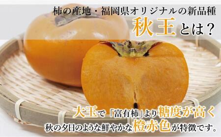 【福岡県産】秋王 約1.7kg